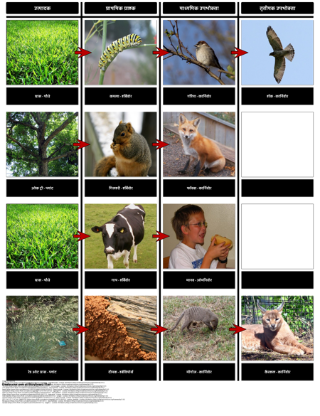 खाद्य श्रृंखला उदाहरण