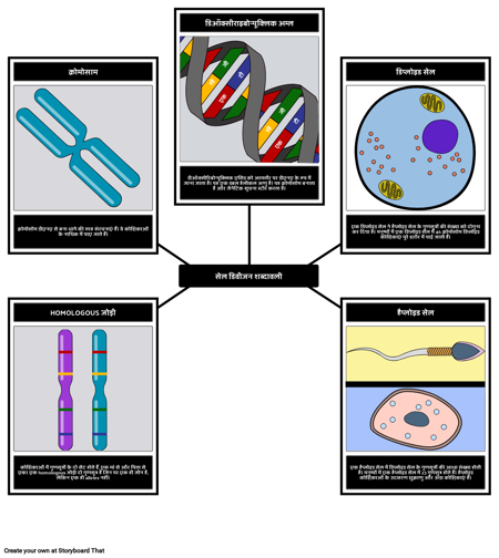 सेल डिवीजन शब्दावली