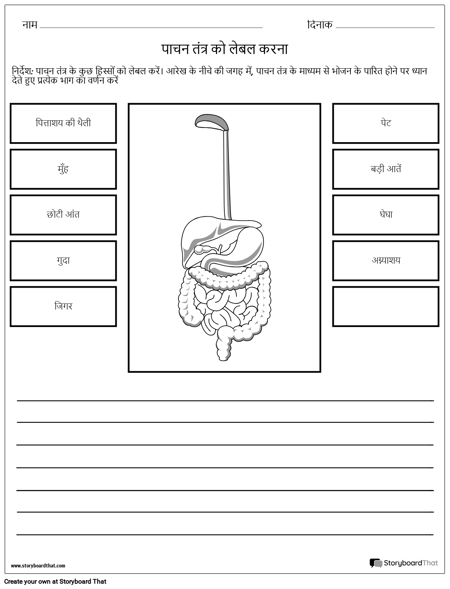 पाचन तंत्र वर्कशीट