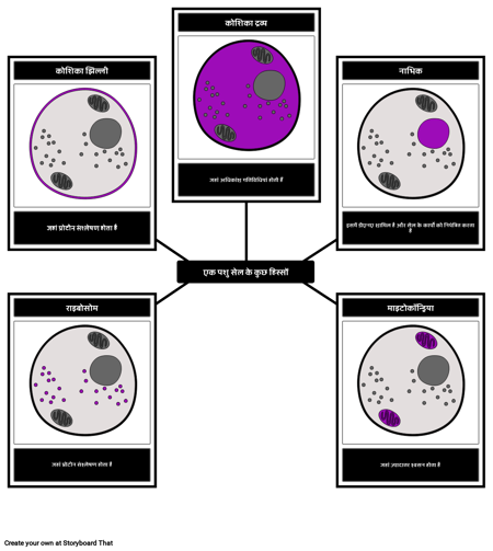 एक पशु सेल के भाग
