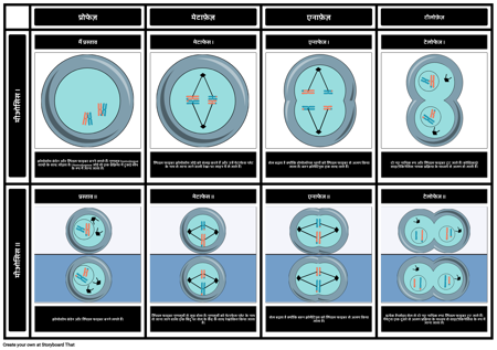 अर्धसूत्रीविभाजन