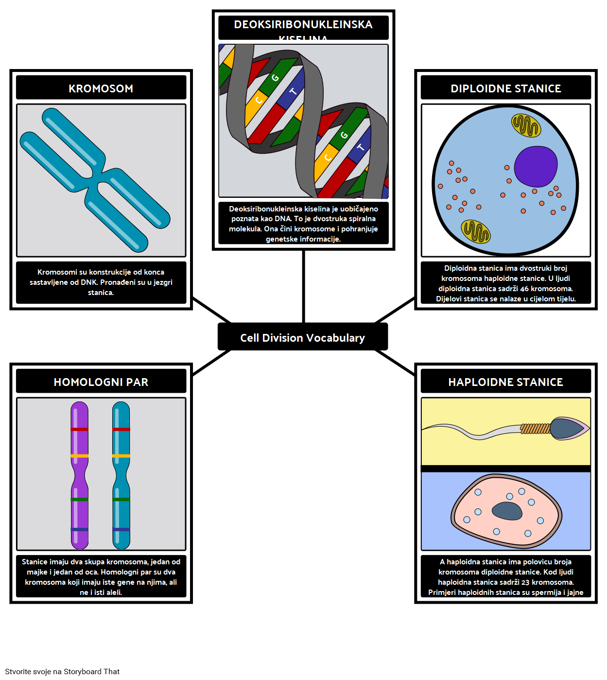 cell-division-primjer-vokabulara-storyboard-par-hr-examples