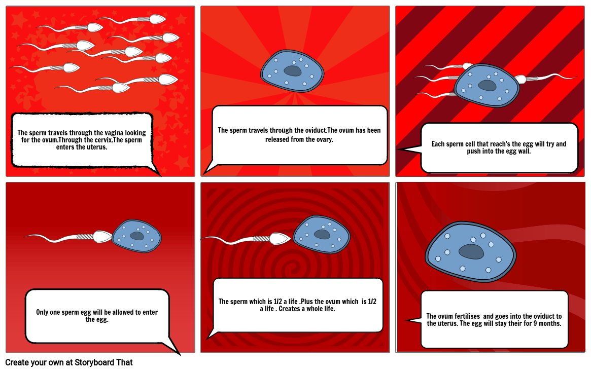 journey of a sperm cell year 7