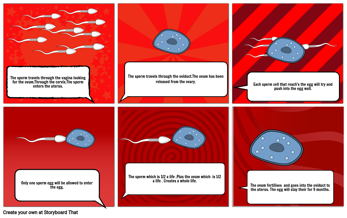 Sperm And Ovum Fertilisation Storyboard By Iqranaz