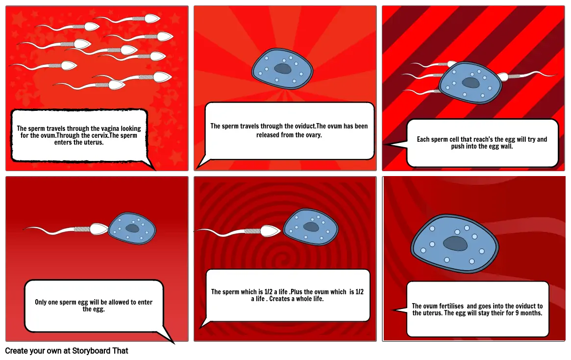 Sperm and ovum fertilisation