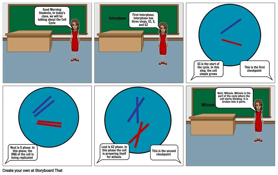 Cell Cycle Cartoon