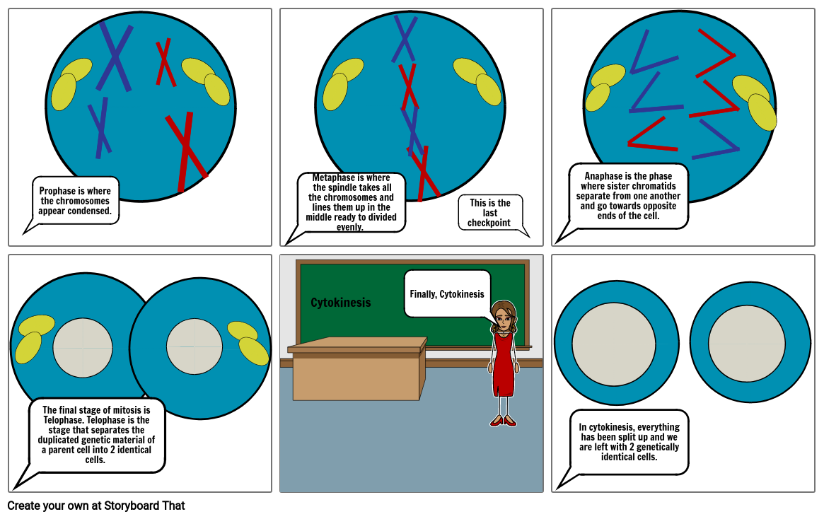 Cell cycle pt2 Storyboard by jaedynn-mcdaniel