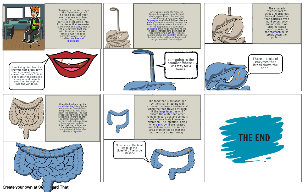 Digestive System Storyboard By Jeremypaul