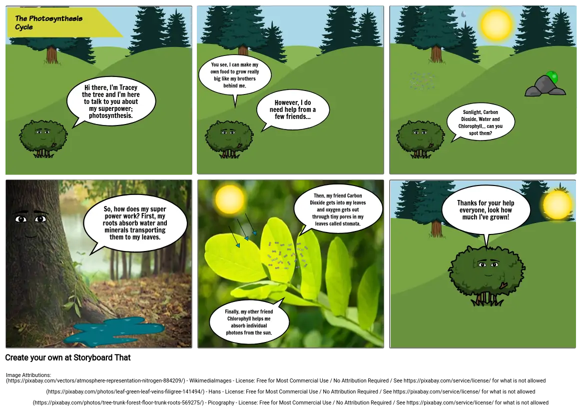 The Photosynthesis Cycle