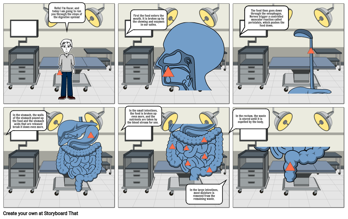 Digestive System Storyboard By Oliversmith Gambaran - vrogue.co