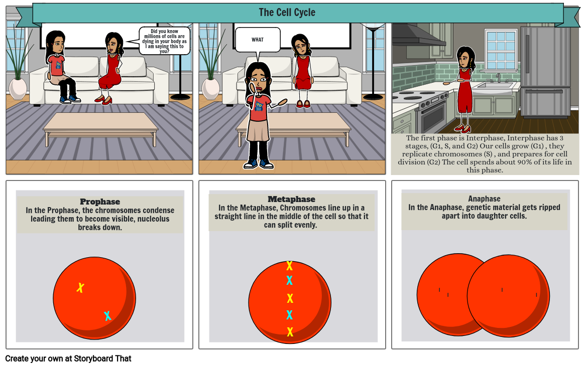 Cell Cycle Cartoon