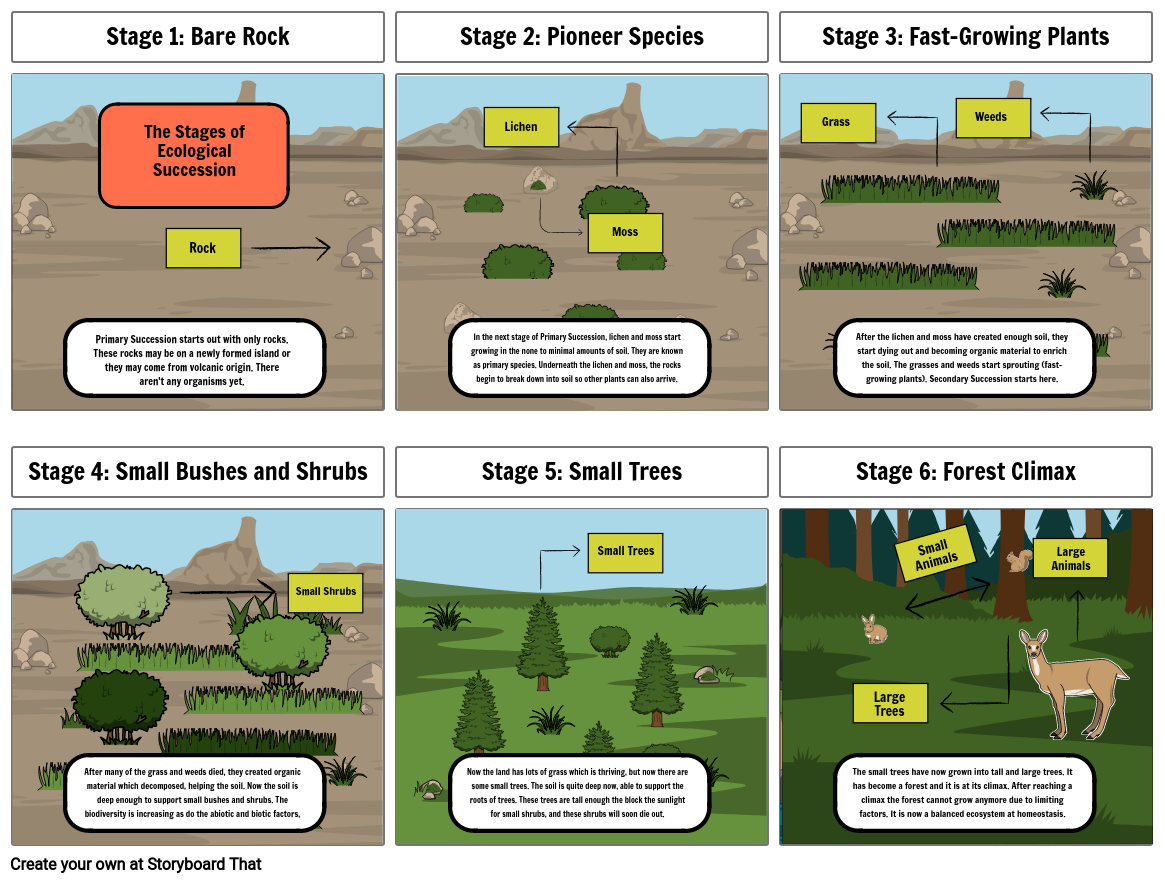 Primary Succession Storyboard by koala0829