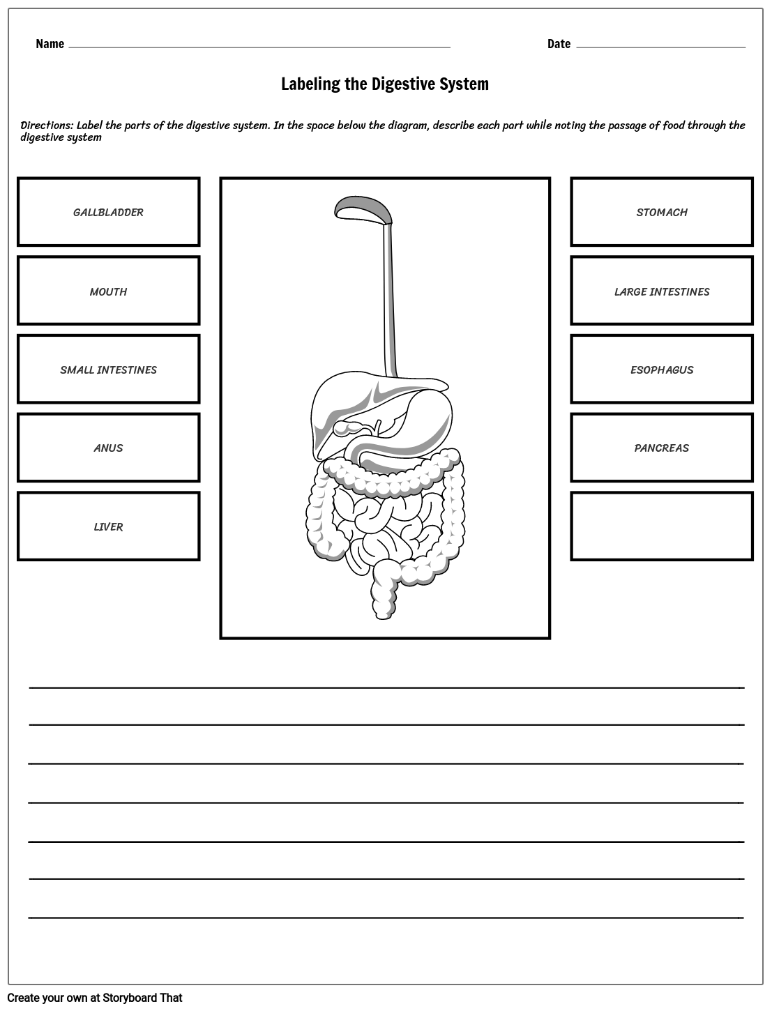 Digestive System Worksheet High School
