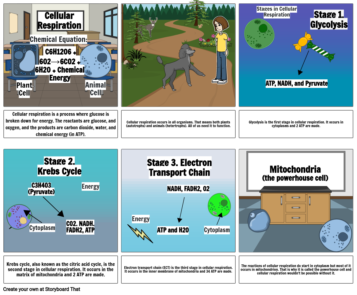 the-story-of-cellular-respiration-storyboard-by-lucky1558