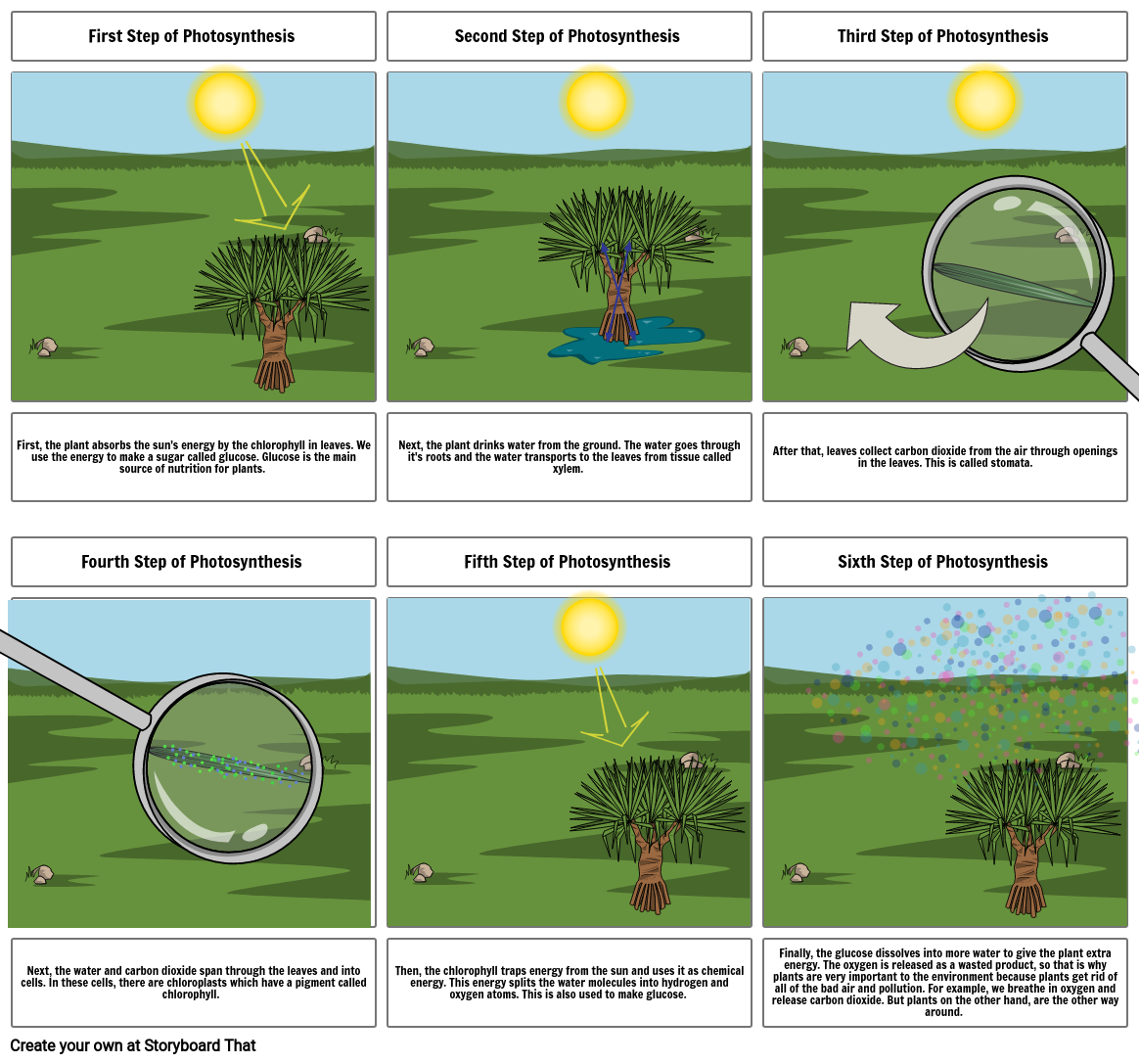 Photosynthesis Steps