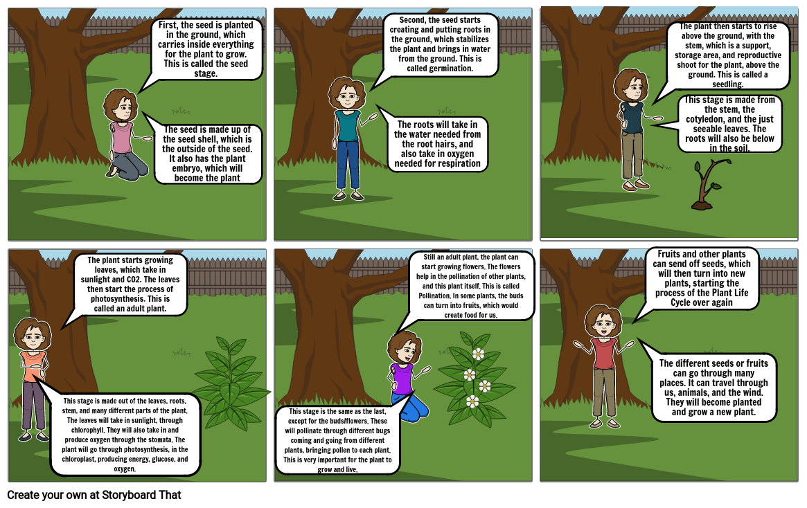 life-cycle-of-a-plant-storyboard-by-mlentz3