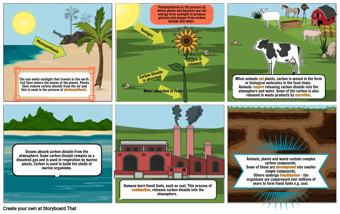 The Carbon Cycle