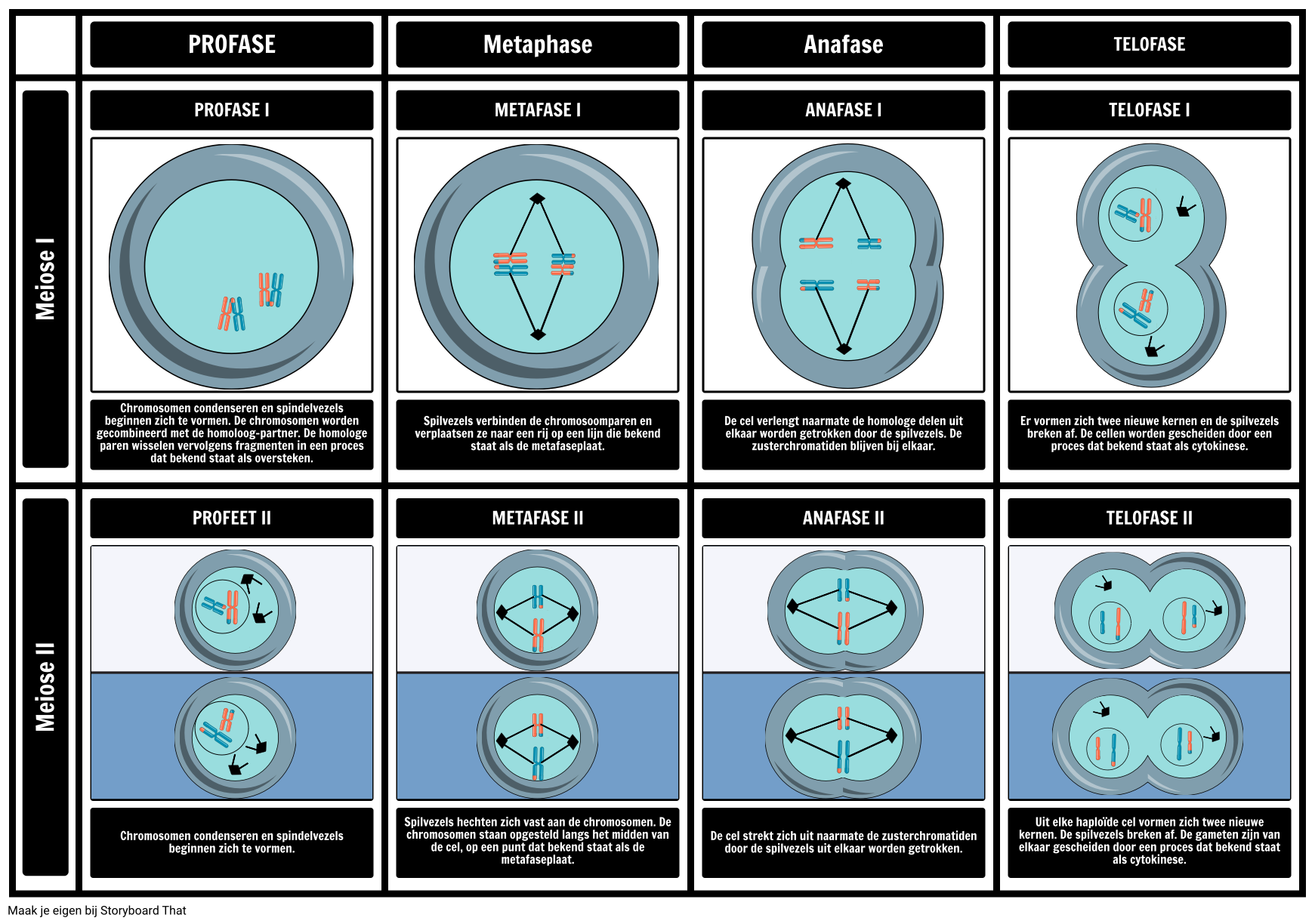 meiosis-storyboard-por-nl-examples