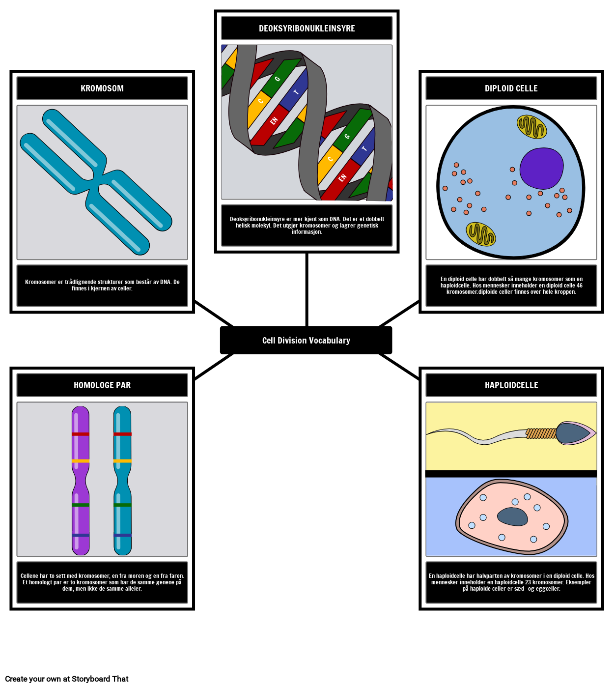 Cell Division Eksempel P Ordforr d Storyboard