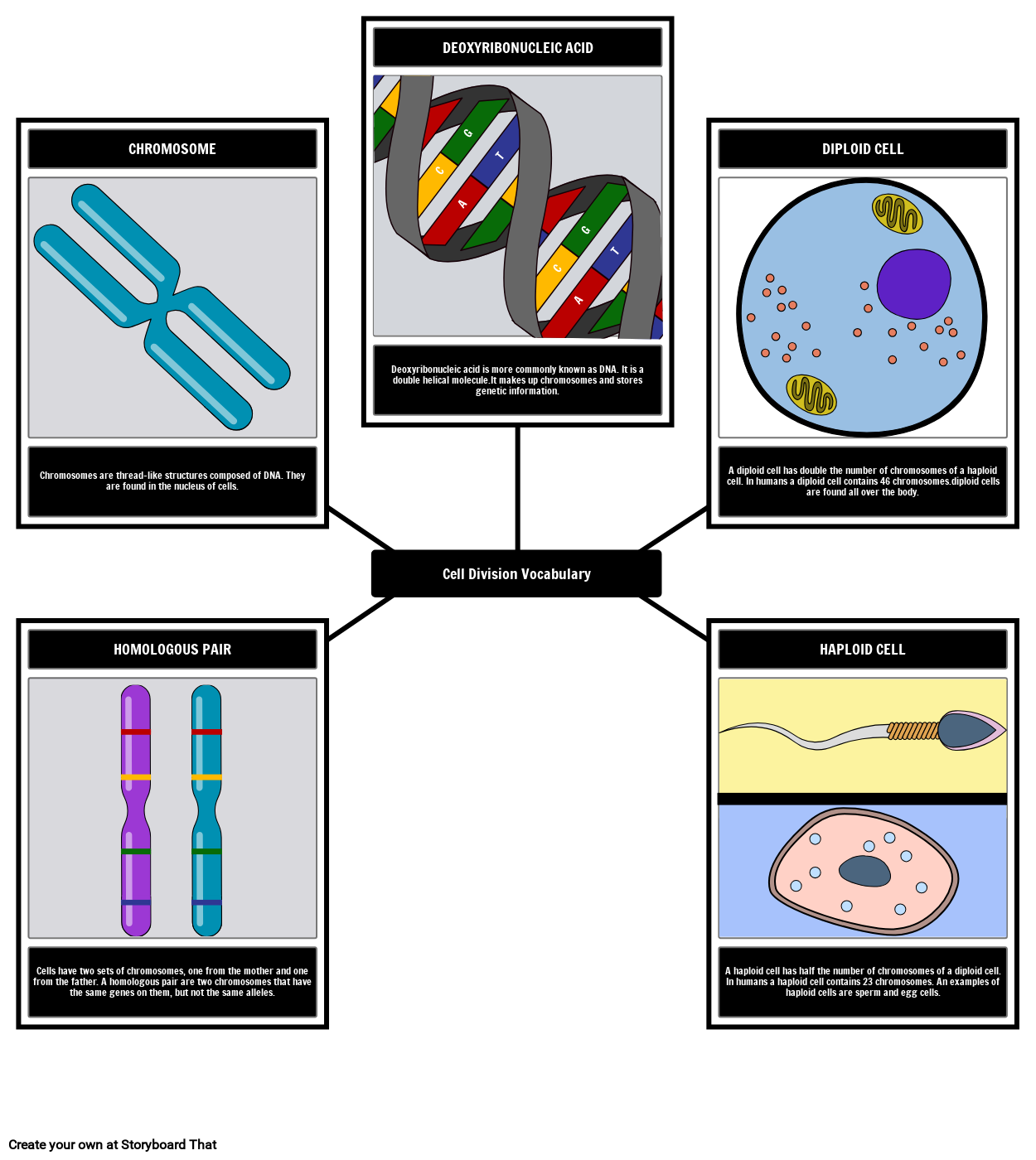 Cell Division Vocabulary Spider Map Storyboard