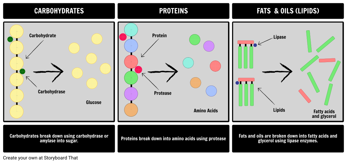 when digested proteins are broken down into