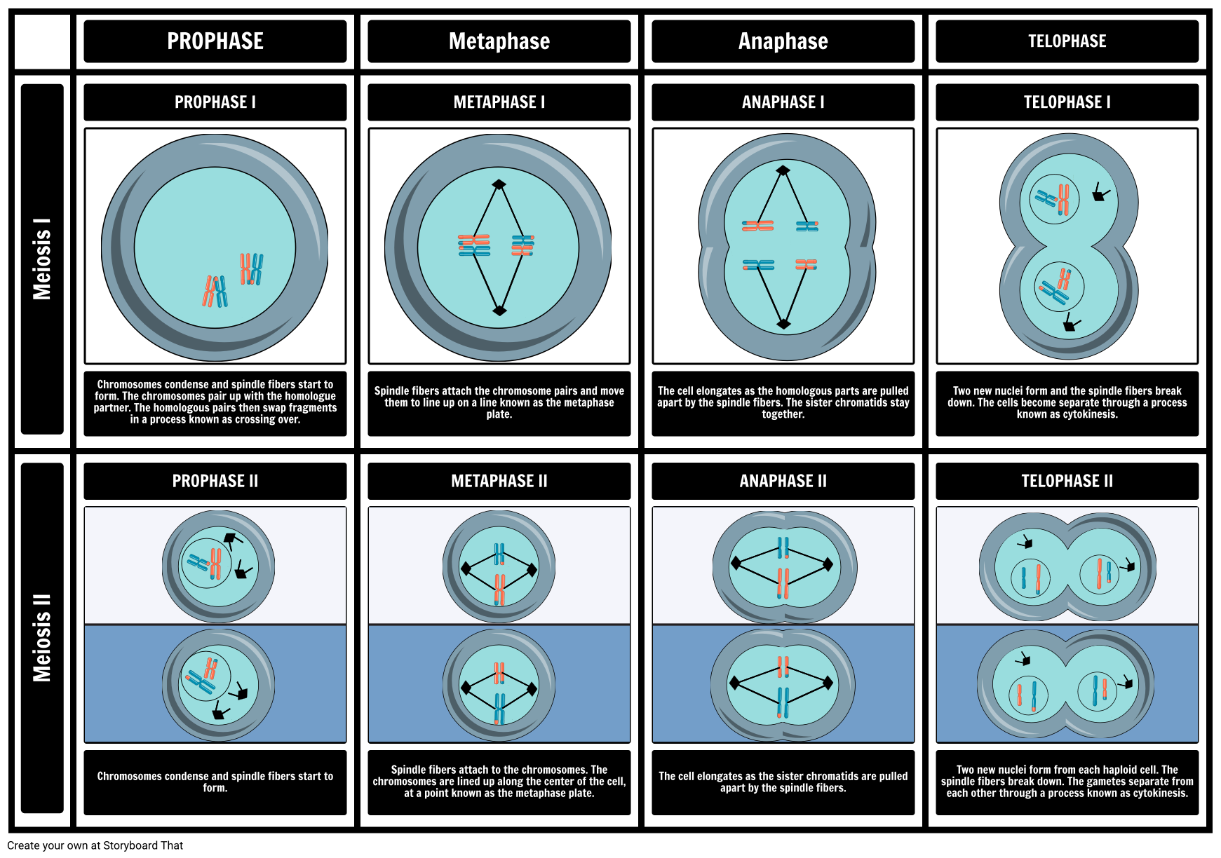 Stages of Meiosis Storyboard by oliversmith