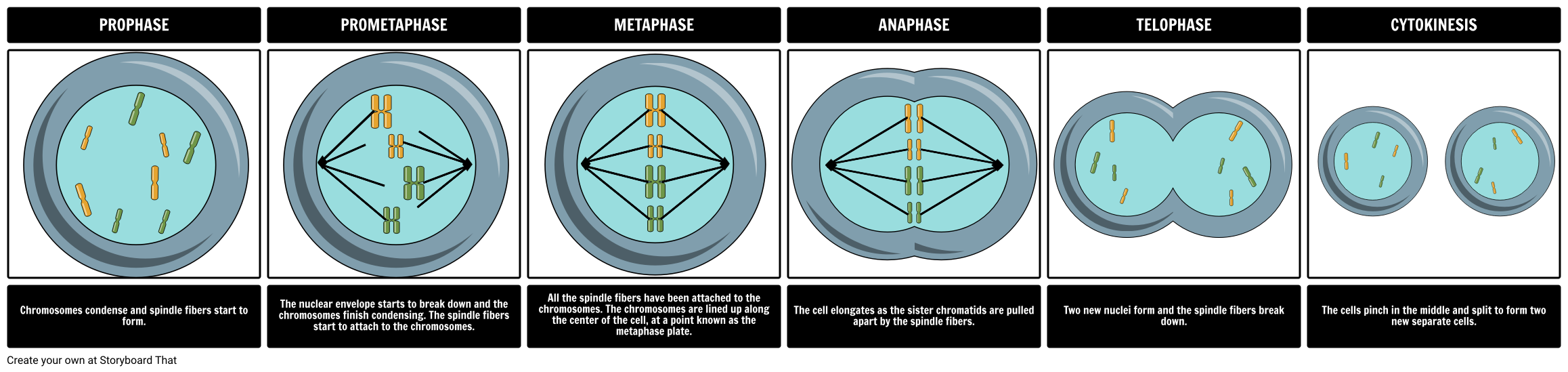 types-of-mitosis