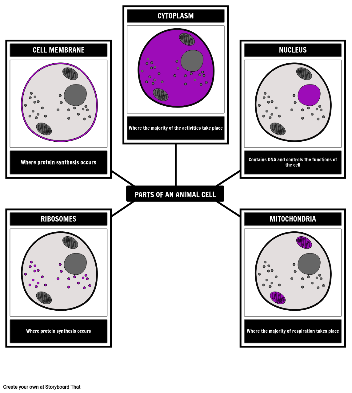 Parts of an Animal Cell Diagram with Labels Storyboard