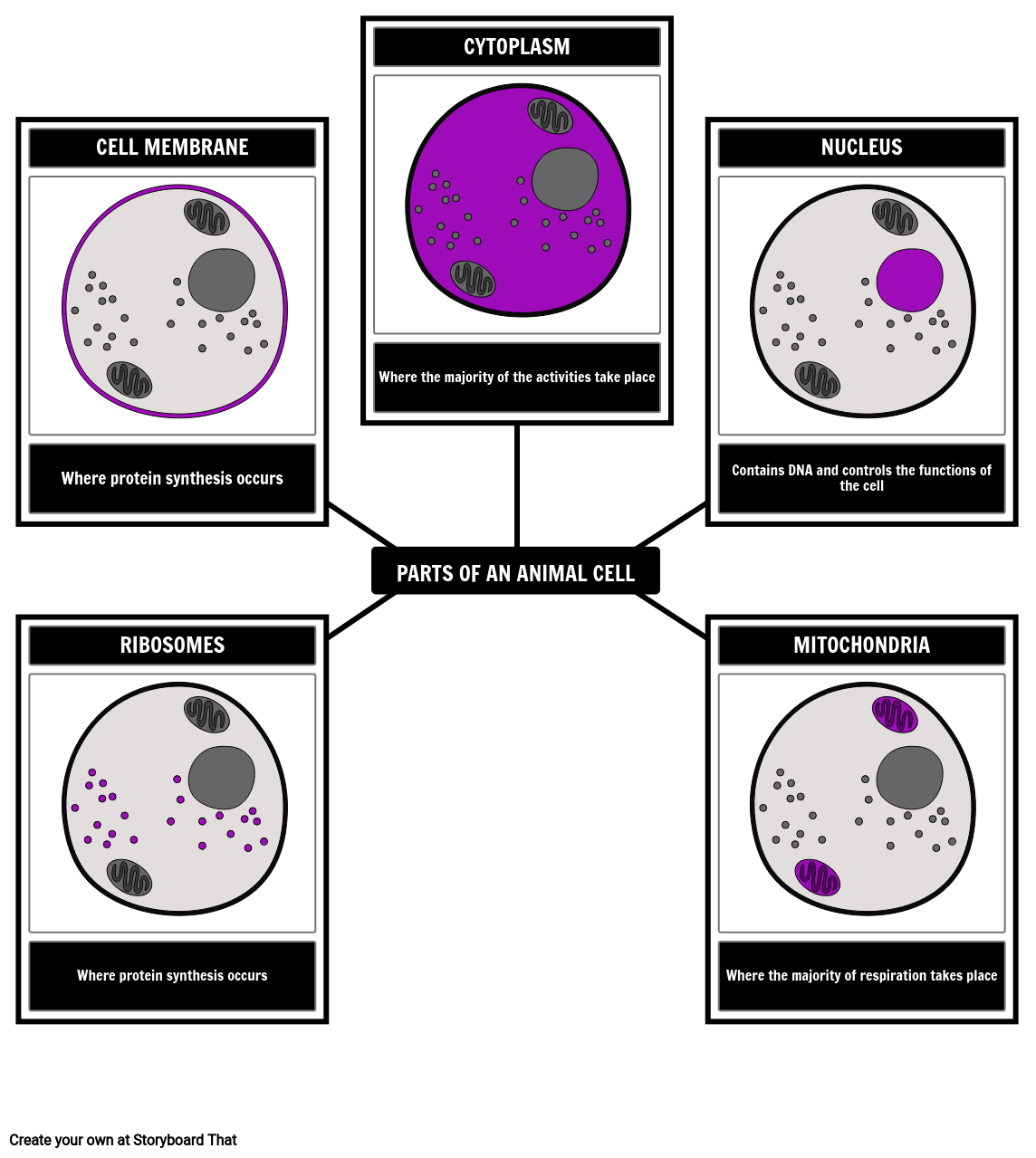 parts-of-an-animal-cell-diagram-with-labels-storyboard