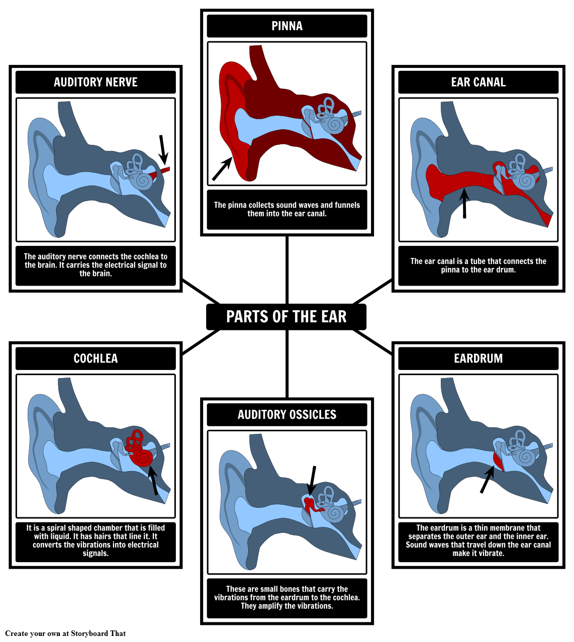 Parts Of The Ear Identification Spider Map Storyboard