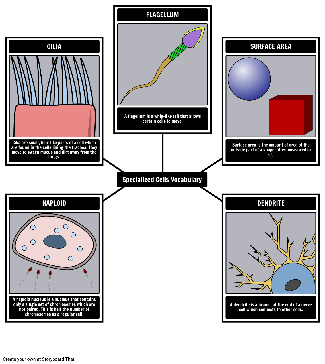 specialized-cells-vocabulary-spider-map-storyboard