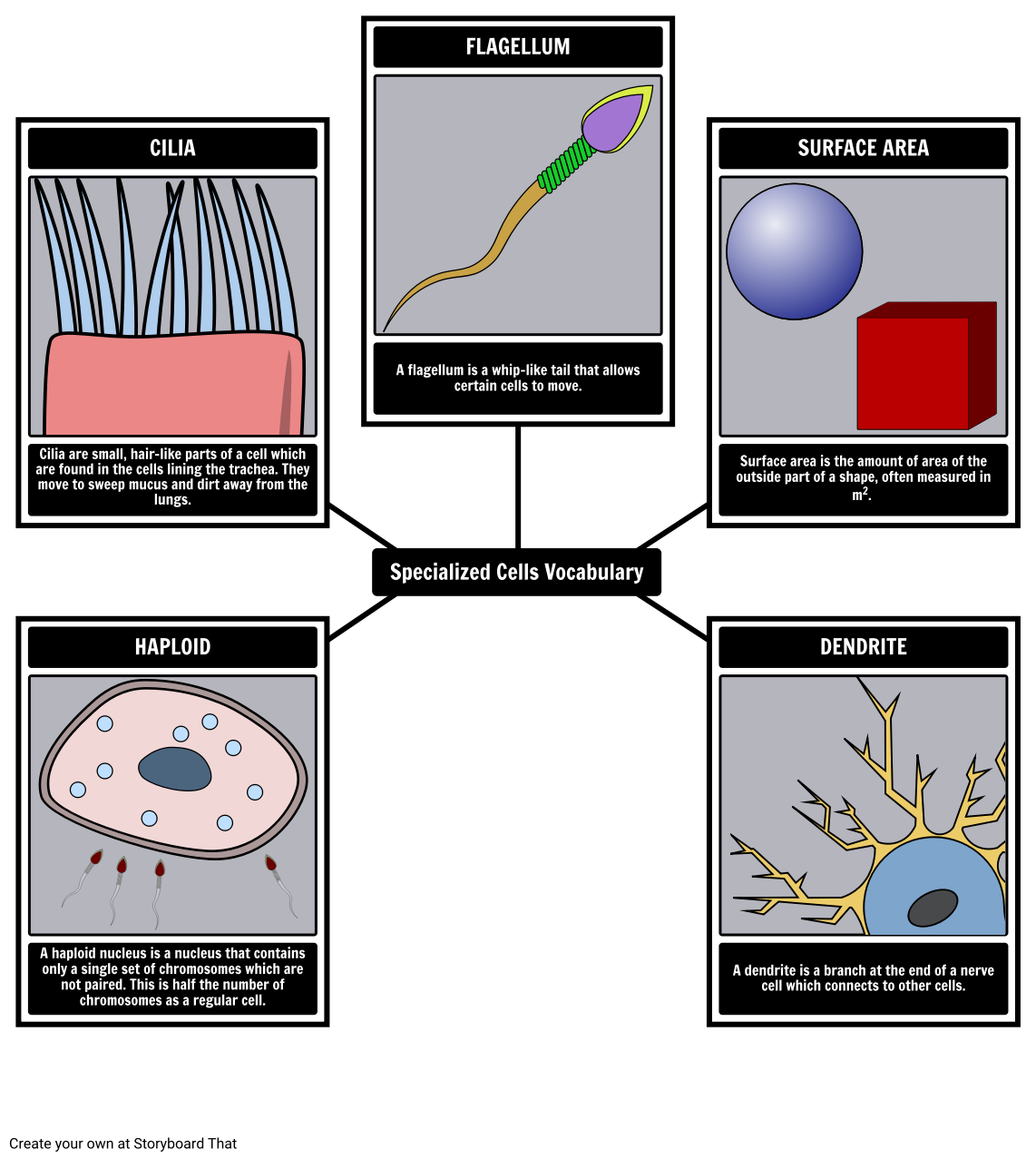 Specialized Cells Vocabulary Spider Map Storyboard