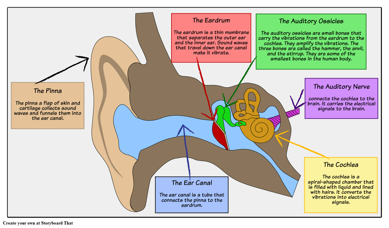 Structure of the Ear Storyboard by oliversmith