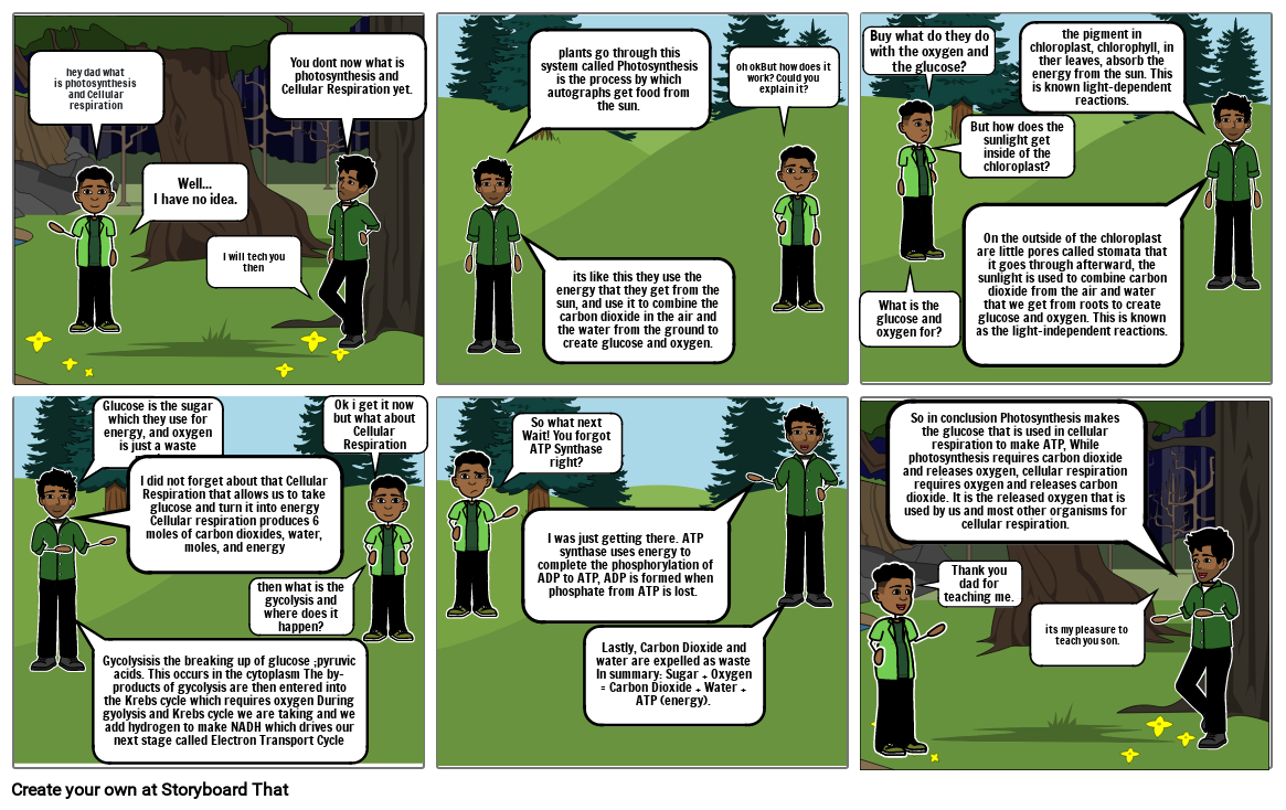 photosynthesis & cellular respiration Storyboard