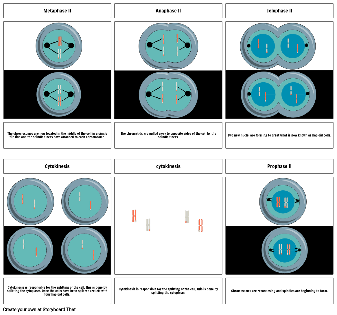 Meiosis