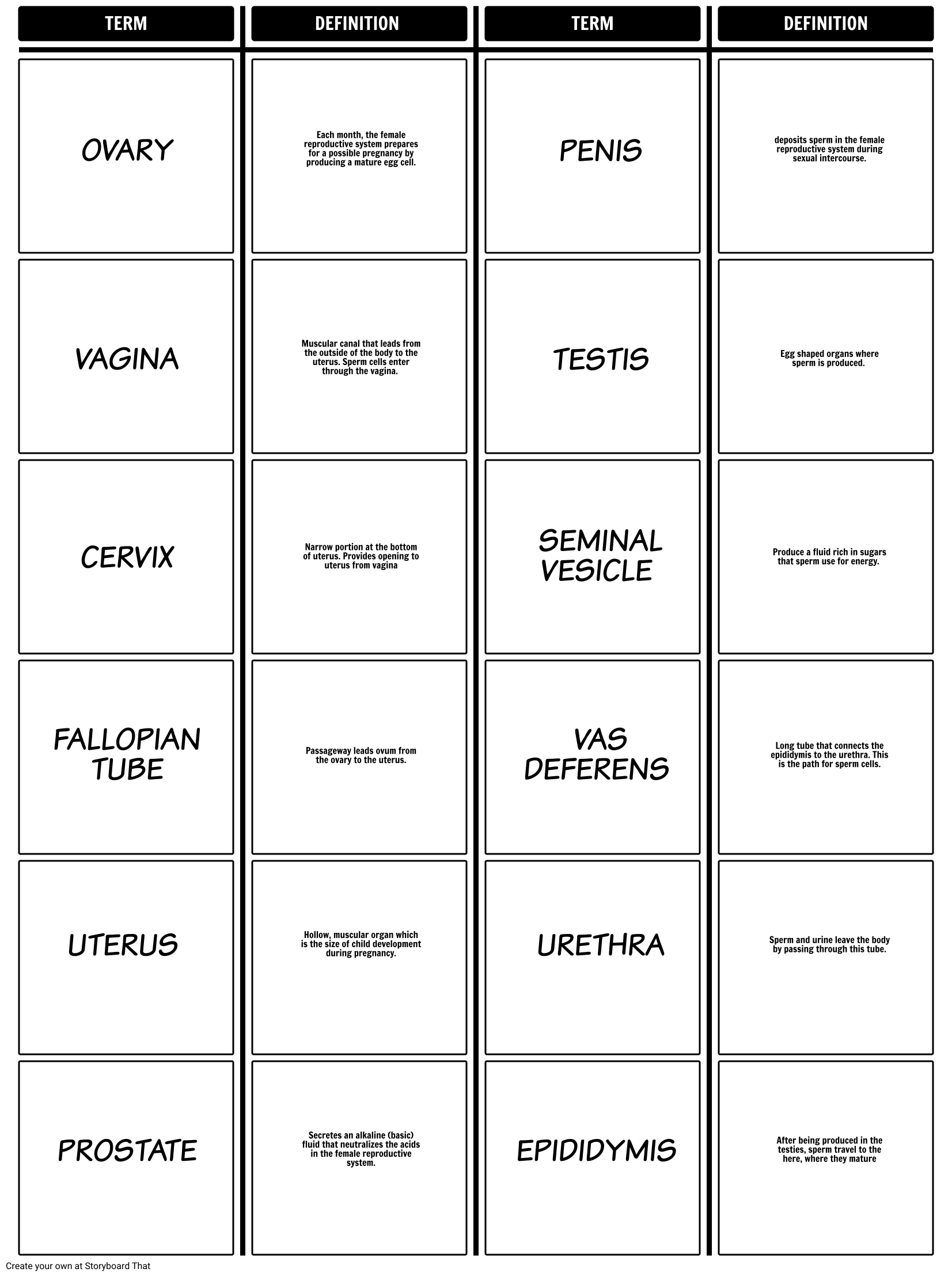 Reproductive Matching Terms Storyboard Par Phealey20