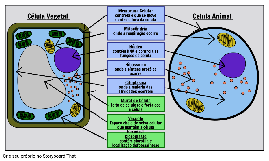 Células De Plantas E Animais Storyboard Por Pt Examples