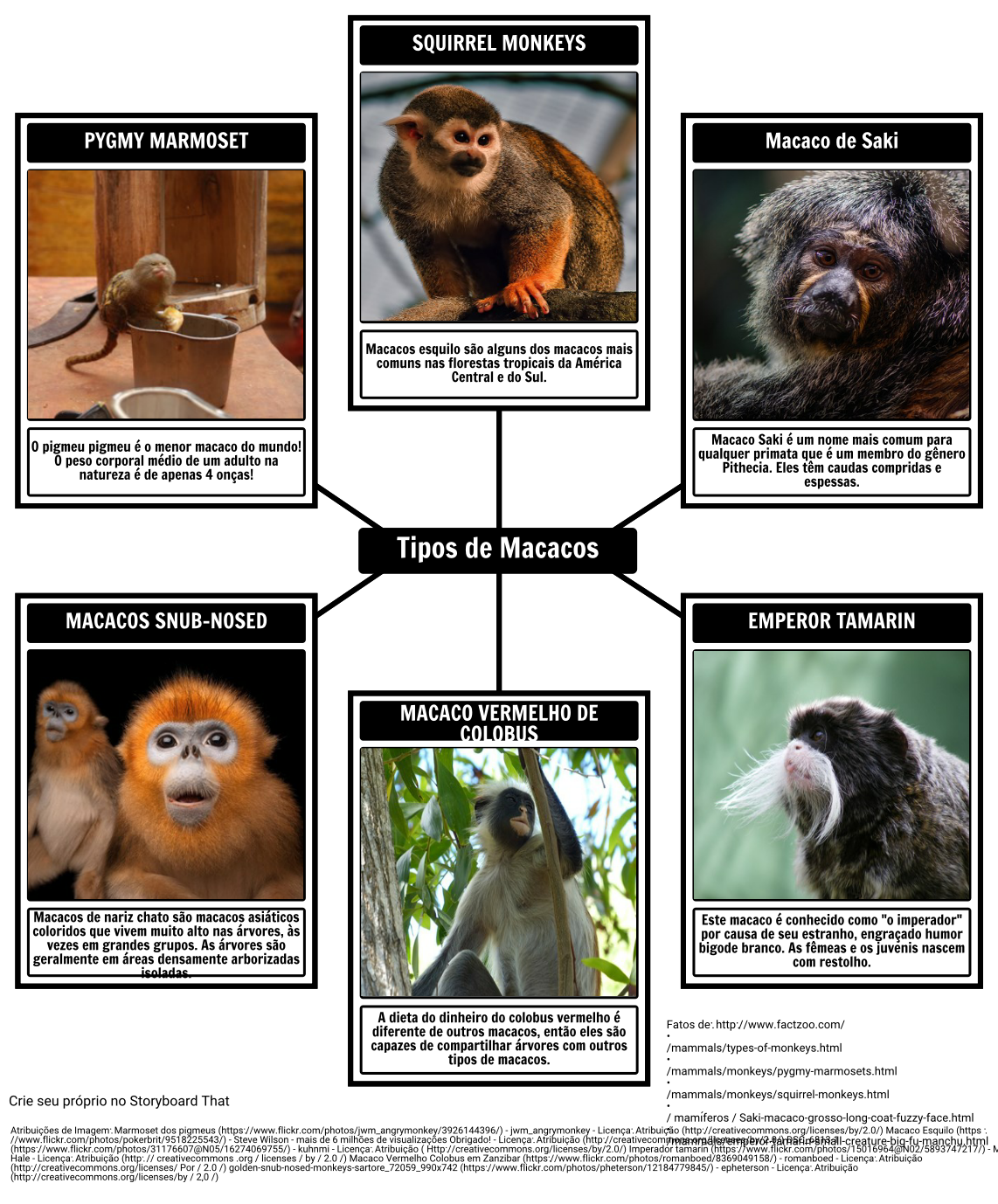 Nomes de Macacos - Nomes Científicos e Ideias de Nomes Para Macacos