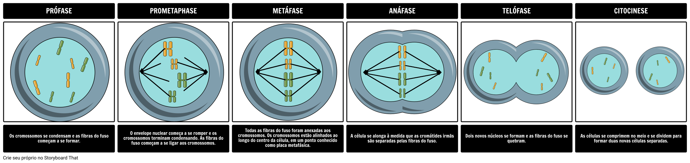 Mitose - quando uma célula se divide em duas