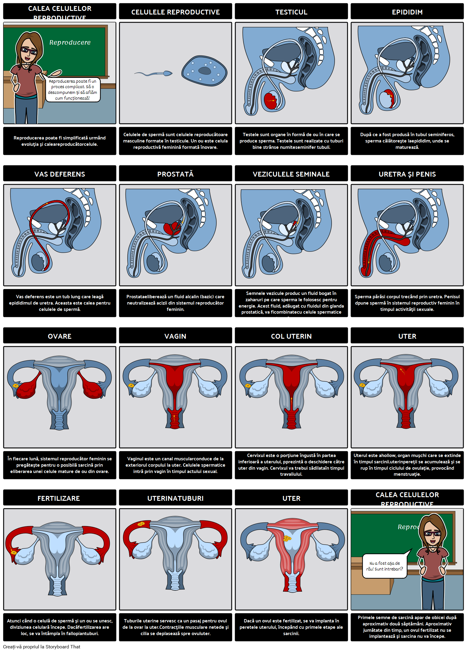 forme și tipuri ale penisului