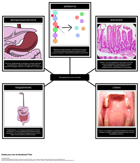 Пищеварительная Система Словарь