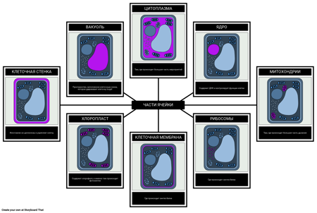 Части Растительной Клетки