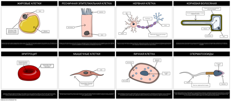 Специализированные Ячейки
