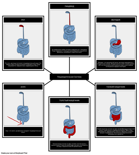 Пищеварительная Система