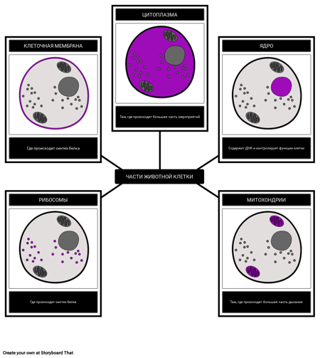 Части Клетки Животных