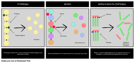 Пищеварение