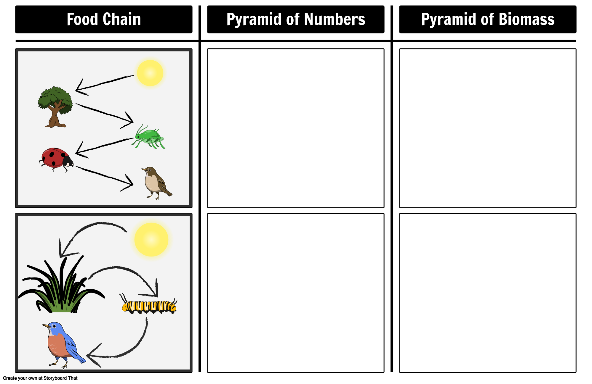 Pyramid of Numbers and Biomass Storyboard by storyboardtemplates