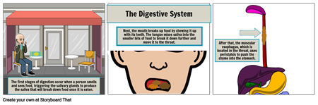 The Digestive System