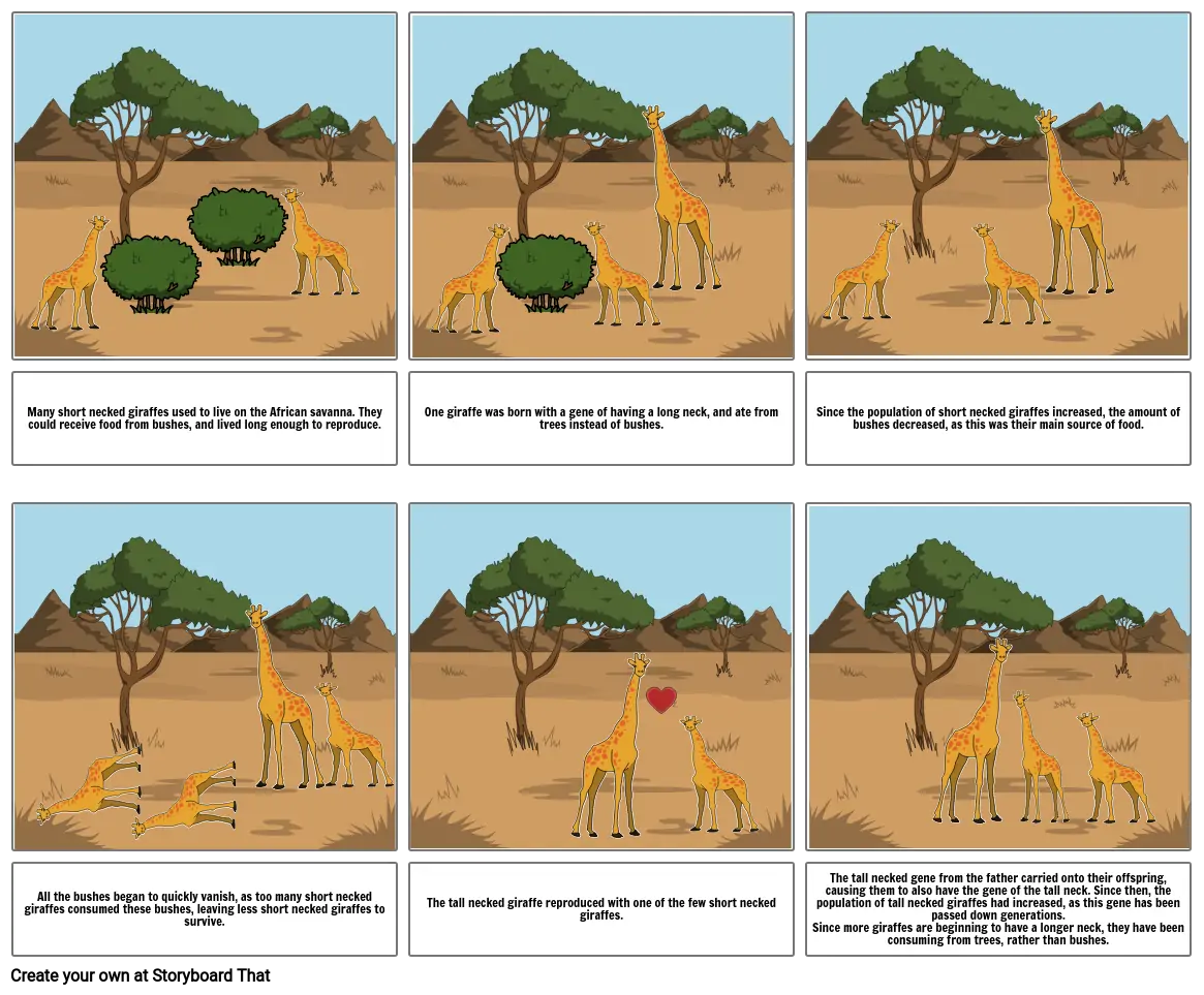 natural selection - giraffes