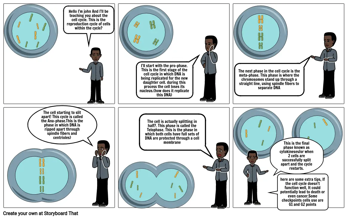 Cell Cycle